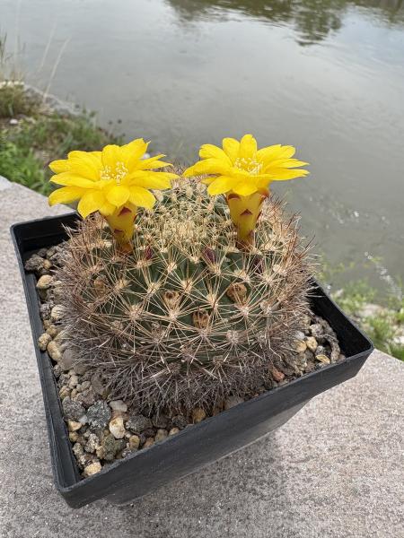 Weingartia neocumingii